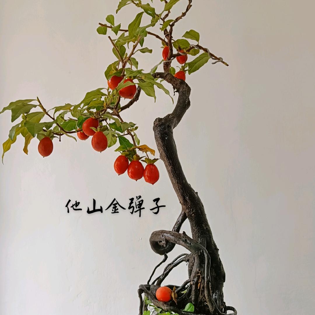 他山金弹子艺苑盆景