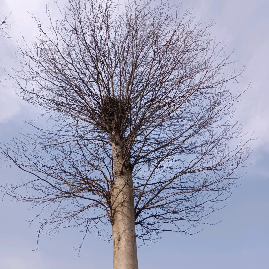 大石头(手机摄影)