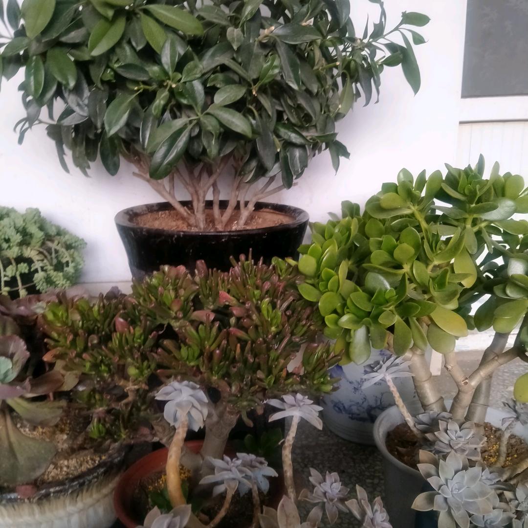 沙梦晓