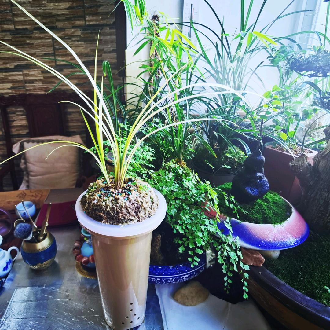 晨飛草堂