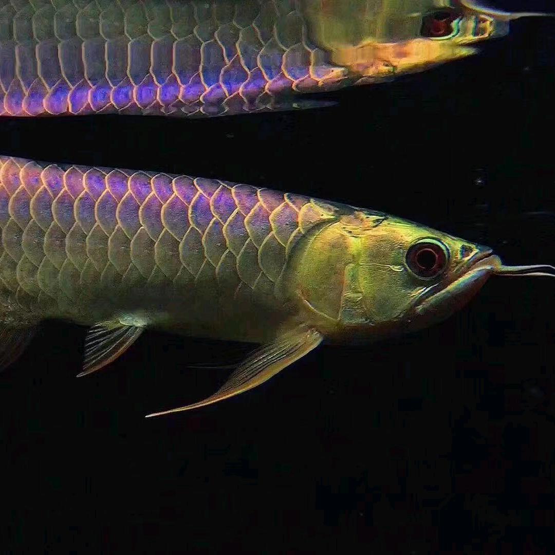 井陉跃龙门水族