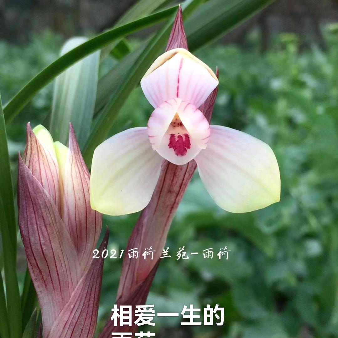 雨荷兰苑