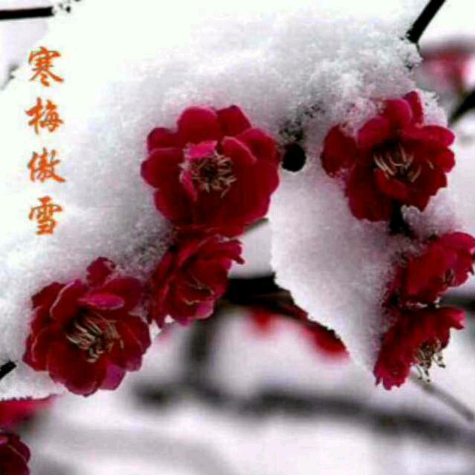 水墨雪🌺
