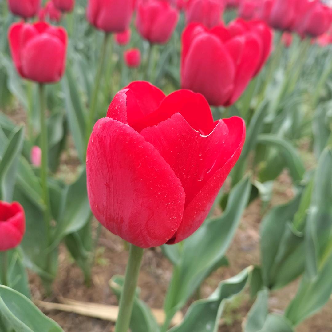 南阳五征电动三轮车