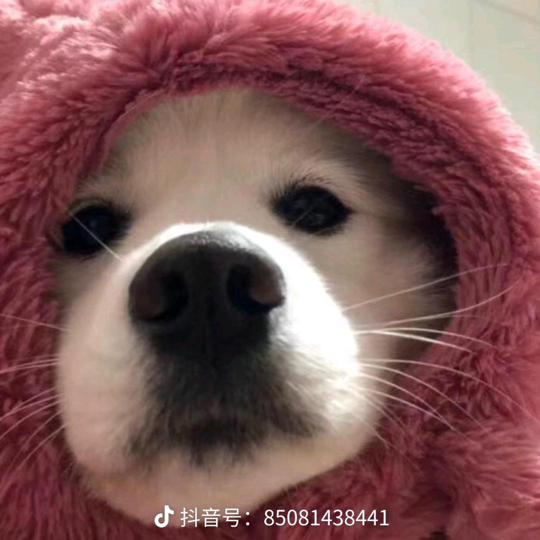 我崽了你.