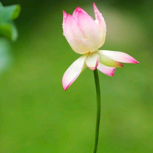 栀子花开莫忘初心