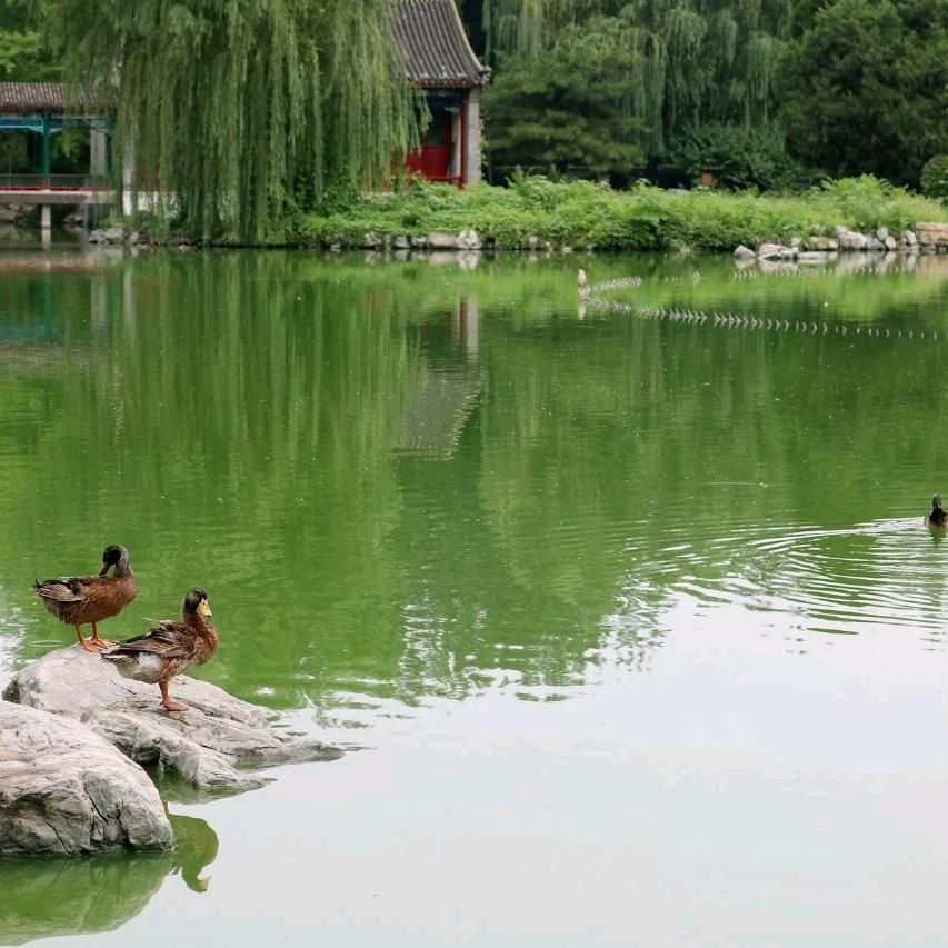 林武门邵氏