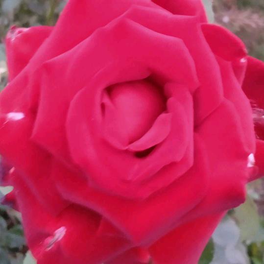 平安幸福一家人