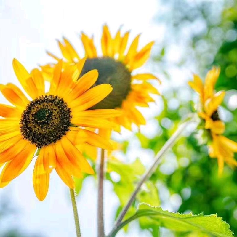 🌻向阳花