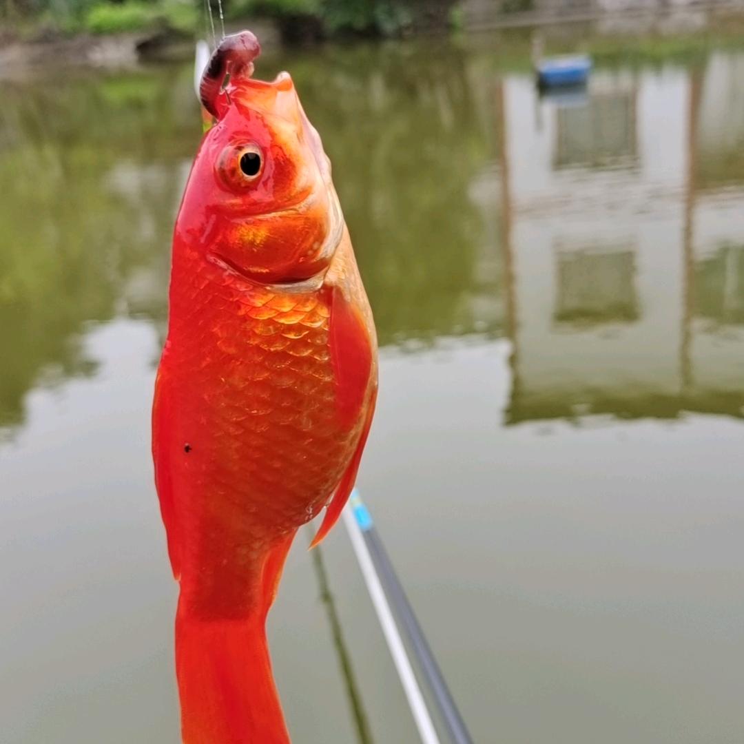 老贺