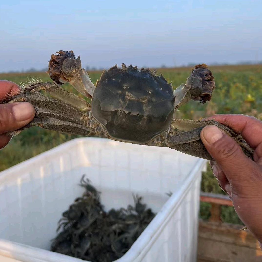 鄂尔多斯奇茂河蟹