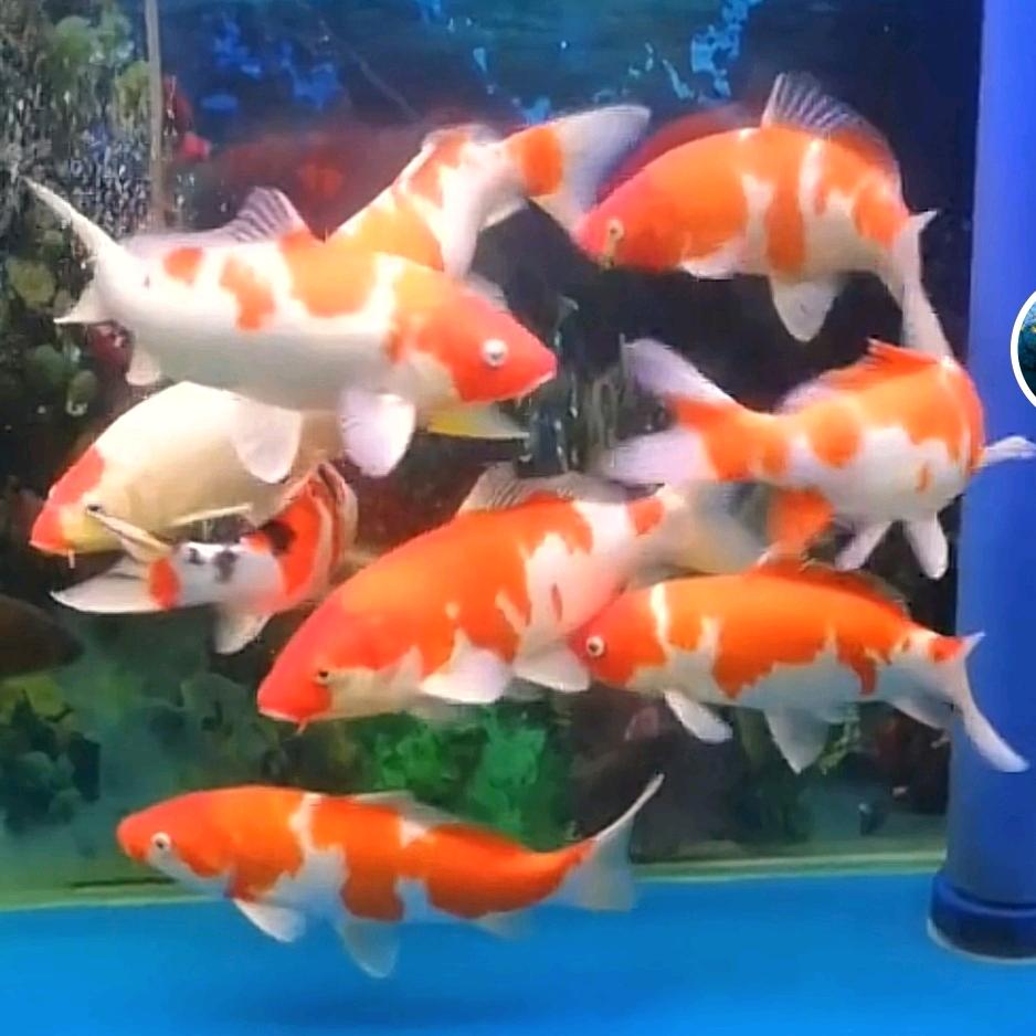 ～山月不知心底事~