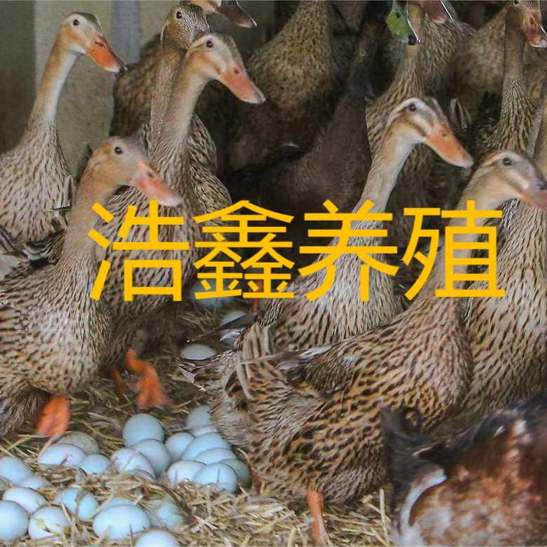 浩鑫农家养殖