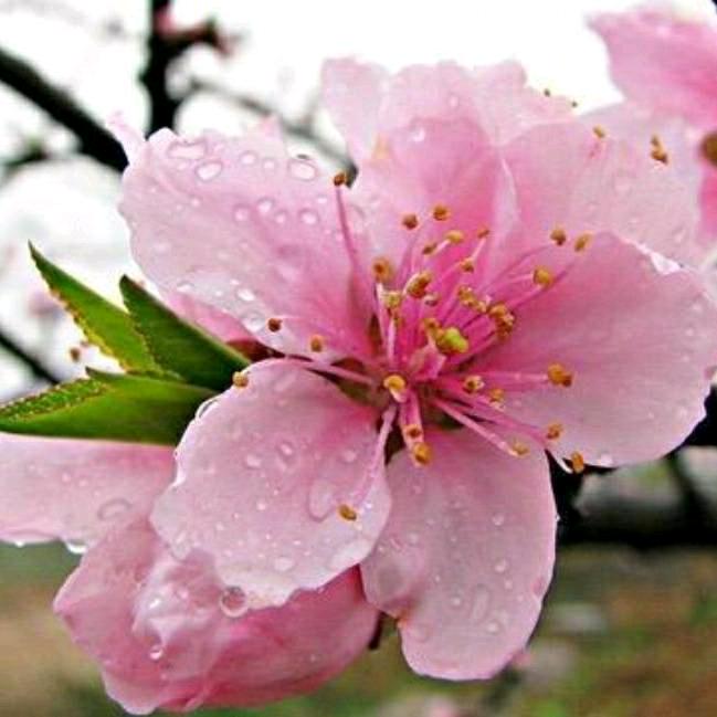 桃花🌸朵朵开😊😊😊