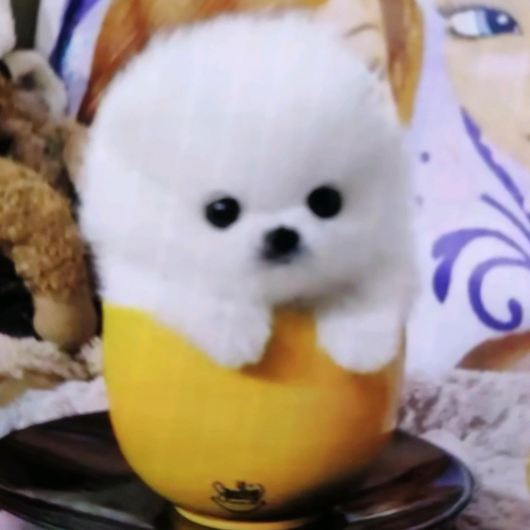 耷耷萌宠