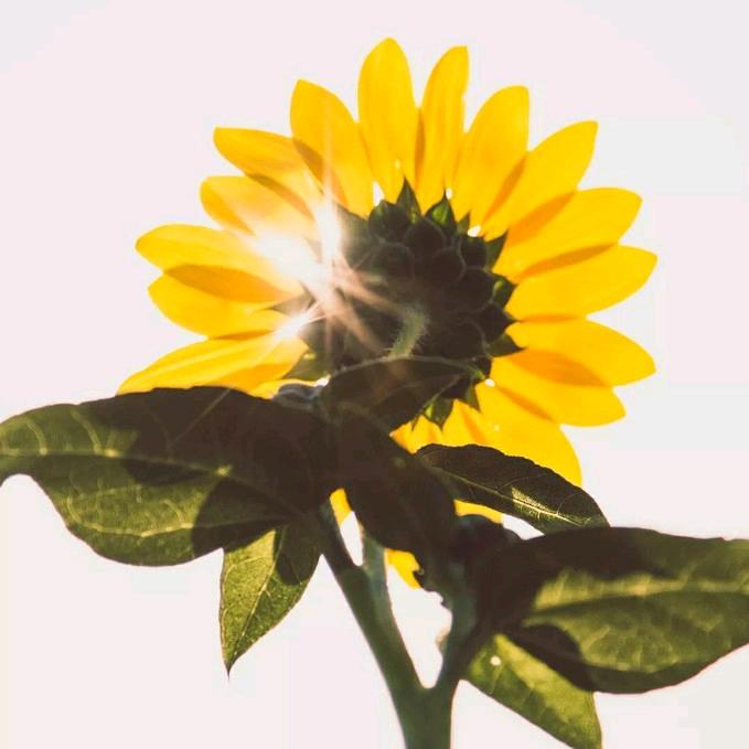 。向日葵。🌻
