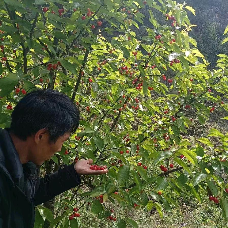 明哥生鲜