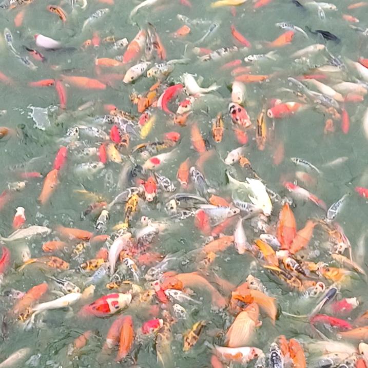 豫鑫观赏鱼养殖场
