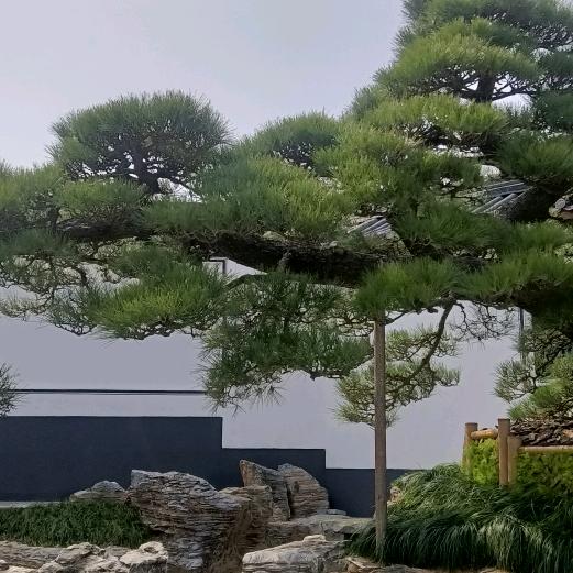 杰哥垮区