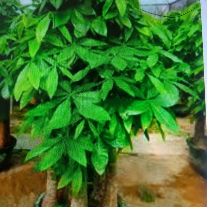 天天好运