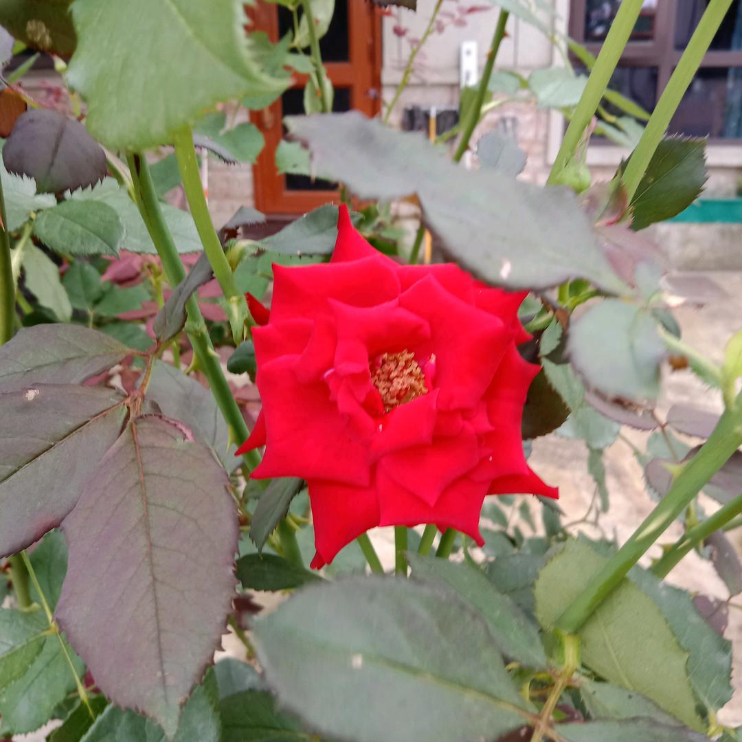 李代秀