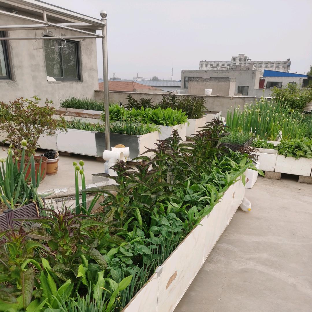 小美的楼顶菜园
