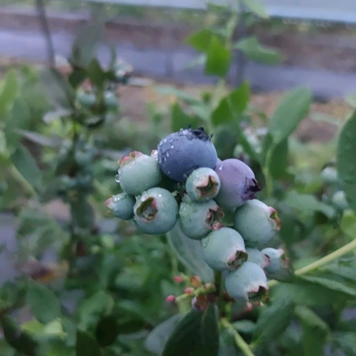 黄岩.蓝莓.莓头莓脑