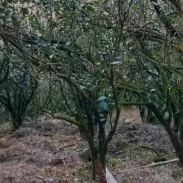 光头强(荣哥)岩茶