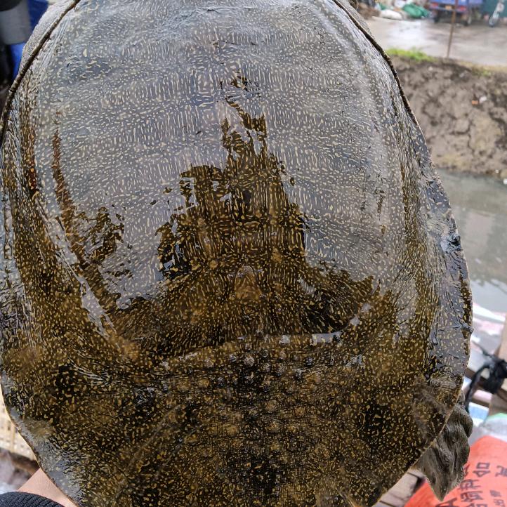 小苗哥精品老甲鱼