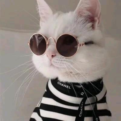 镜猫配镜（银川兴庆区乐目眼镜）
