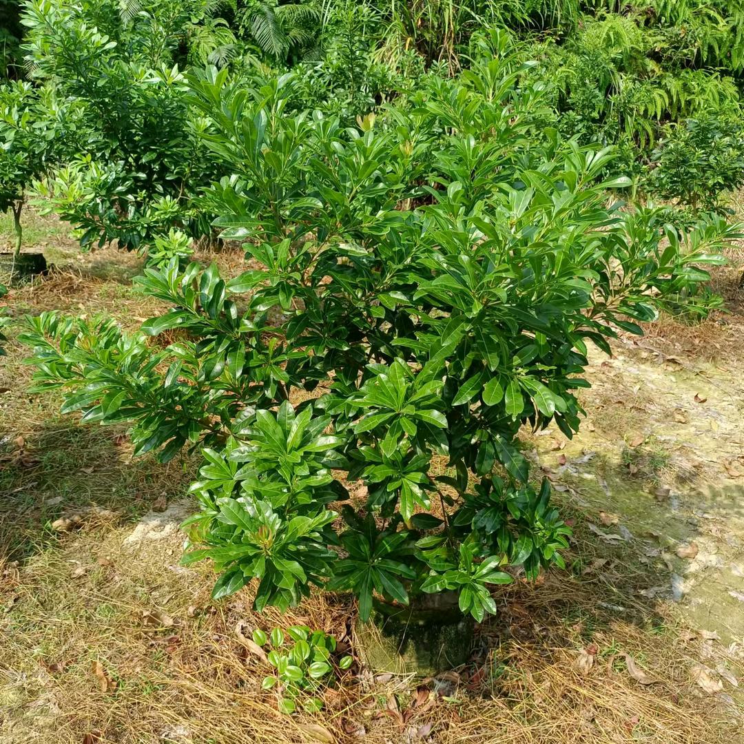 潮汕 各种果苗  杨梅苗