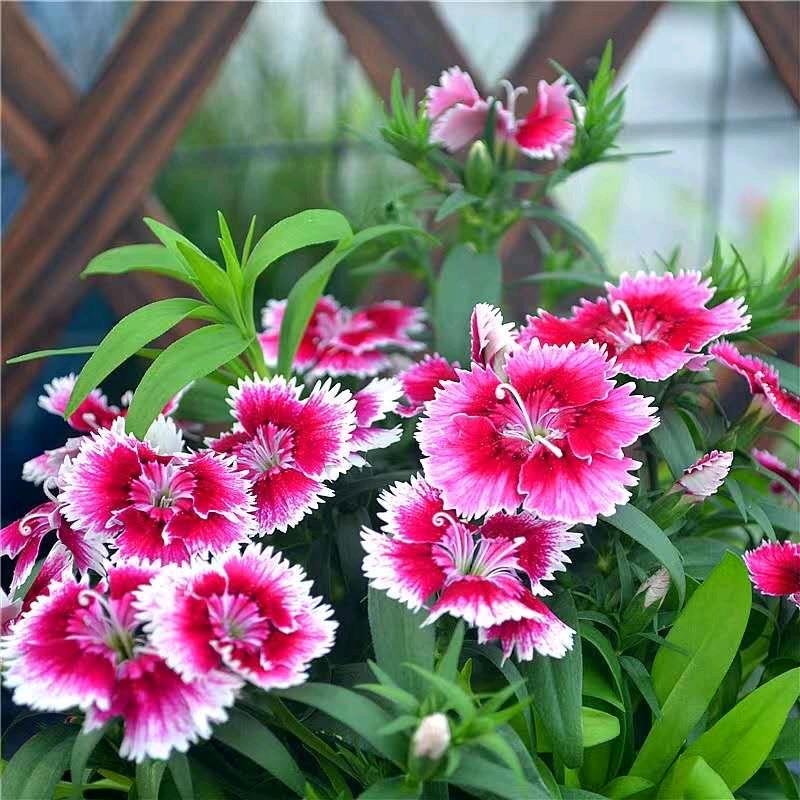 平安泽昕福🌴🌺