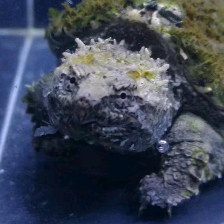 龟隐山林