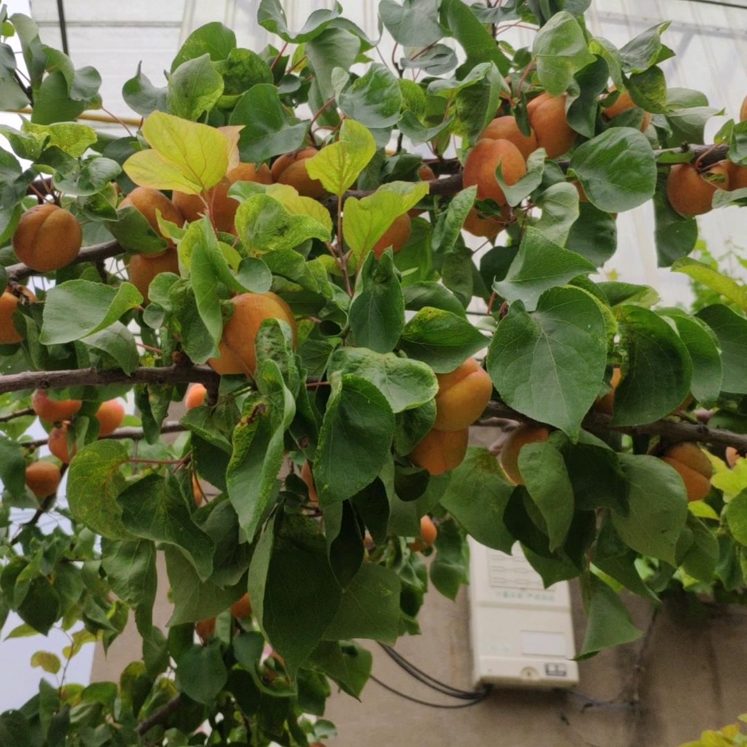 东天江明生果园