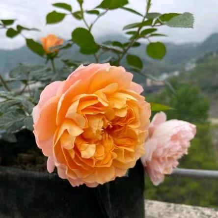 一只会飞的胖嘟嘟