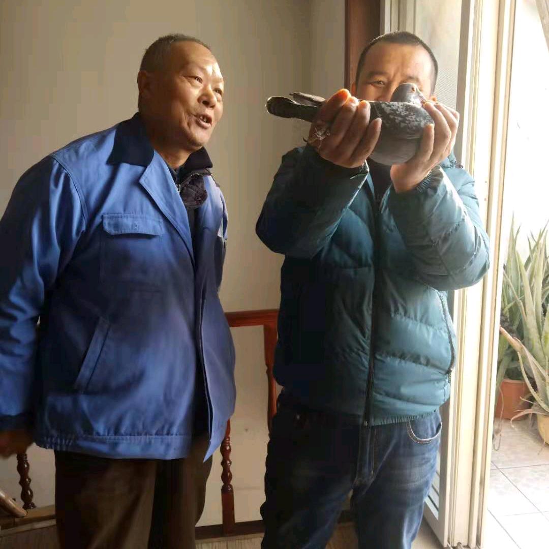 金谊铭赛鸽