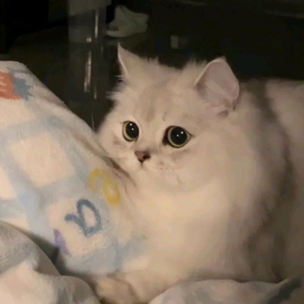 车轮饼统治世界