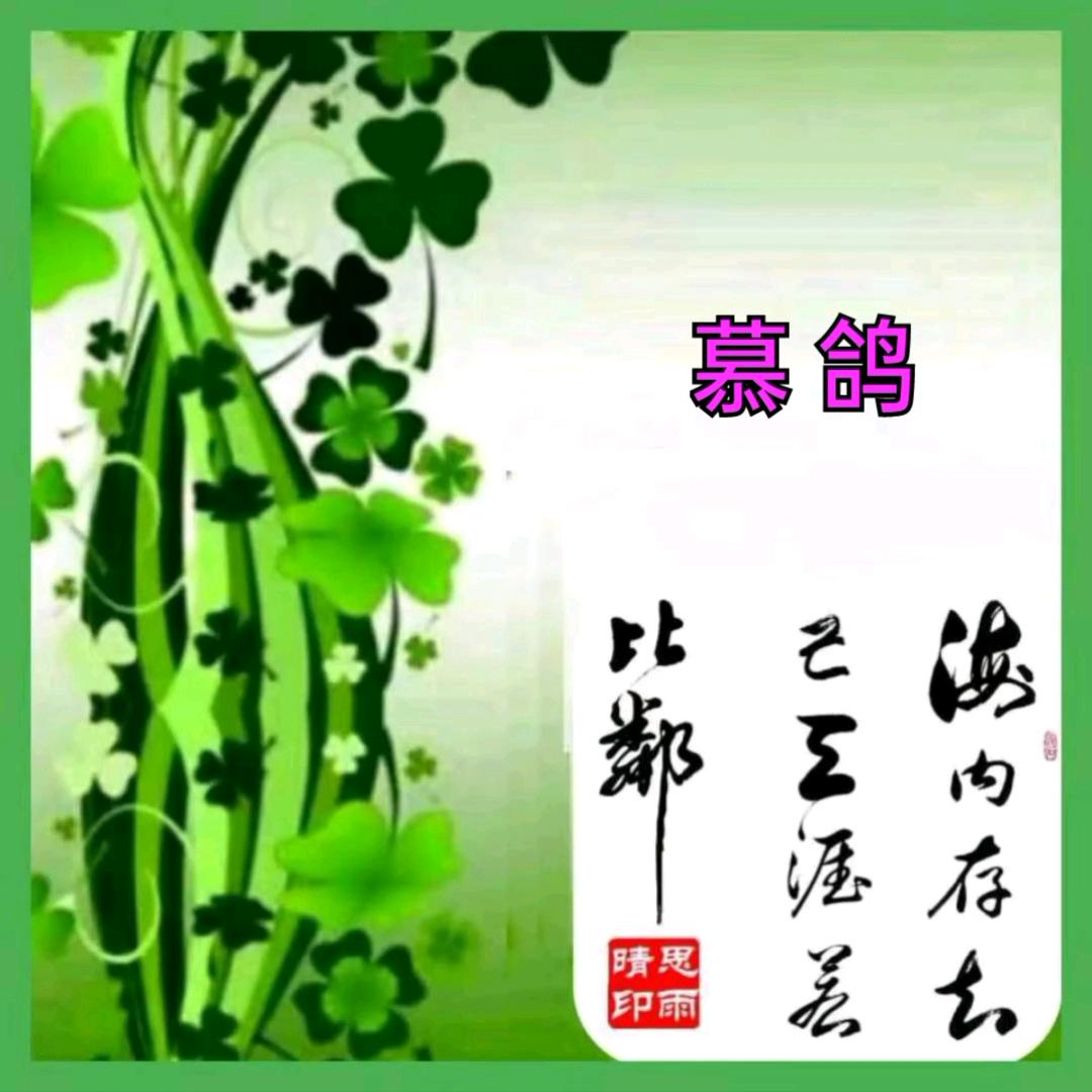 慕鸽