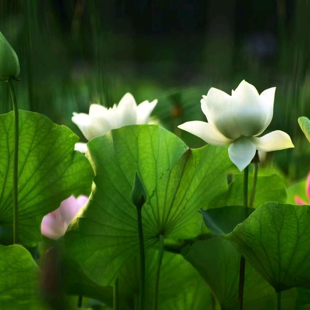 少年军校杨老师