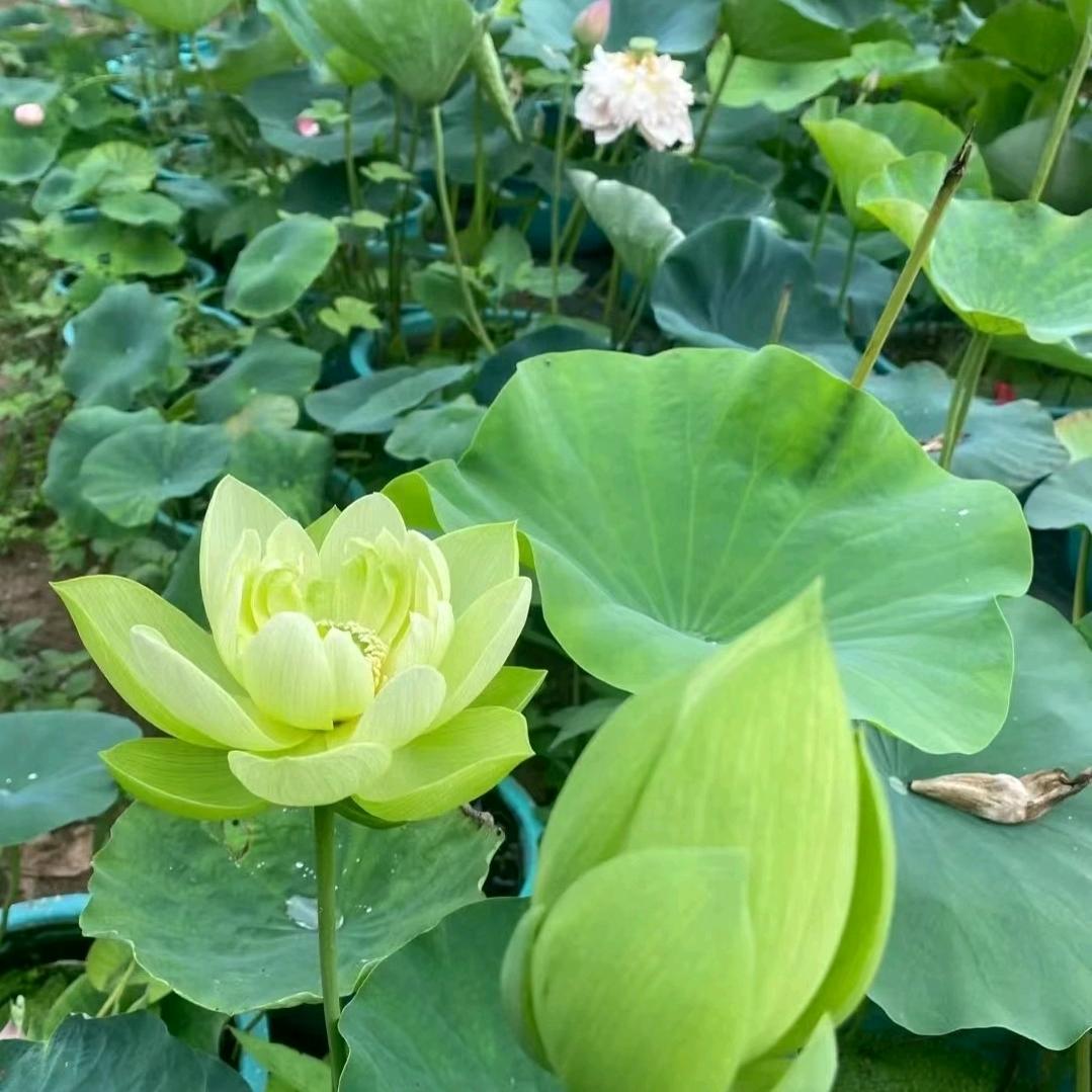 吾黄万岁