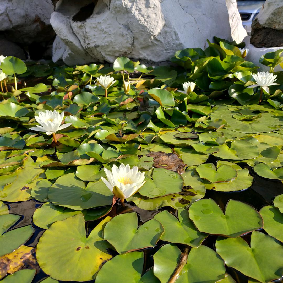 一然书画-山东永成