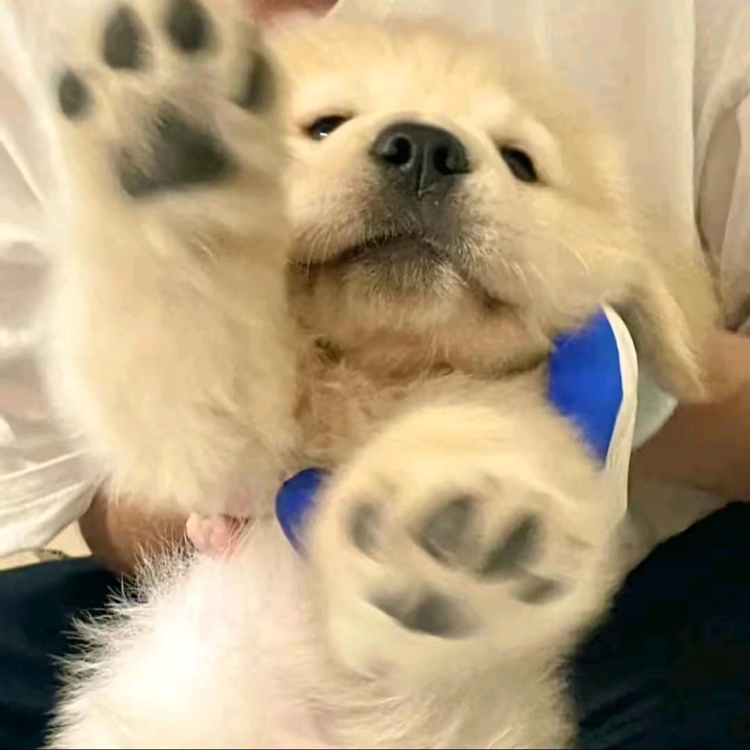 ㅤ── 展开579条回复 ⌵