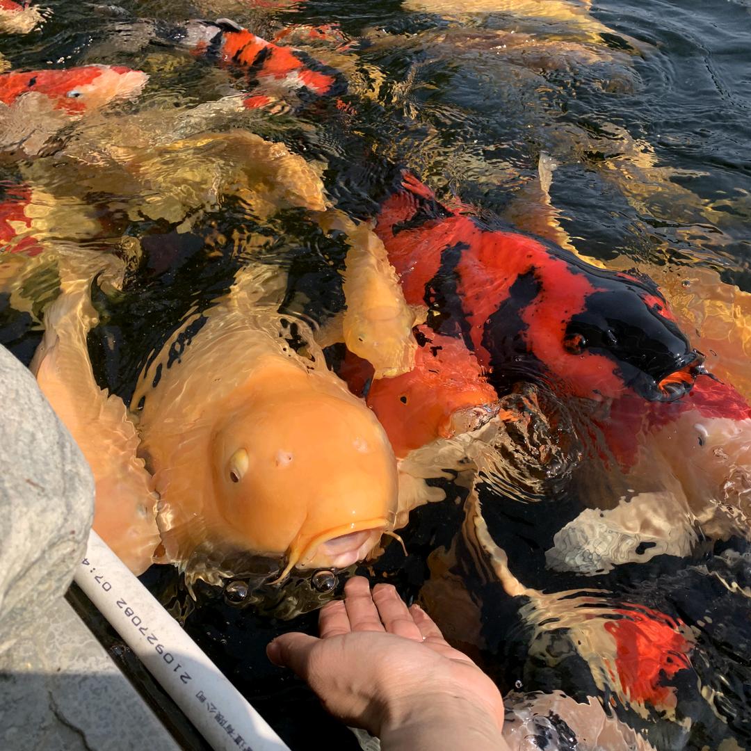 自在-揭阳锦鲤农场