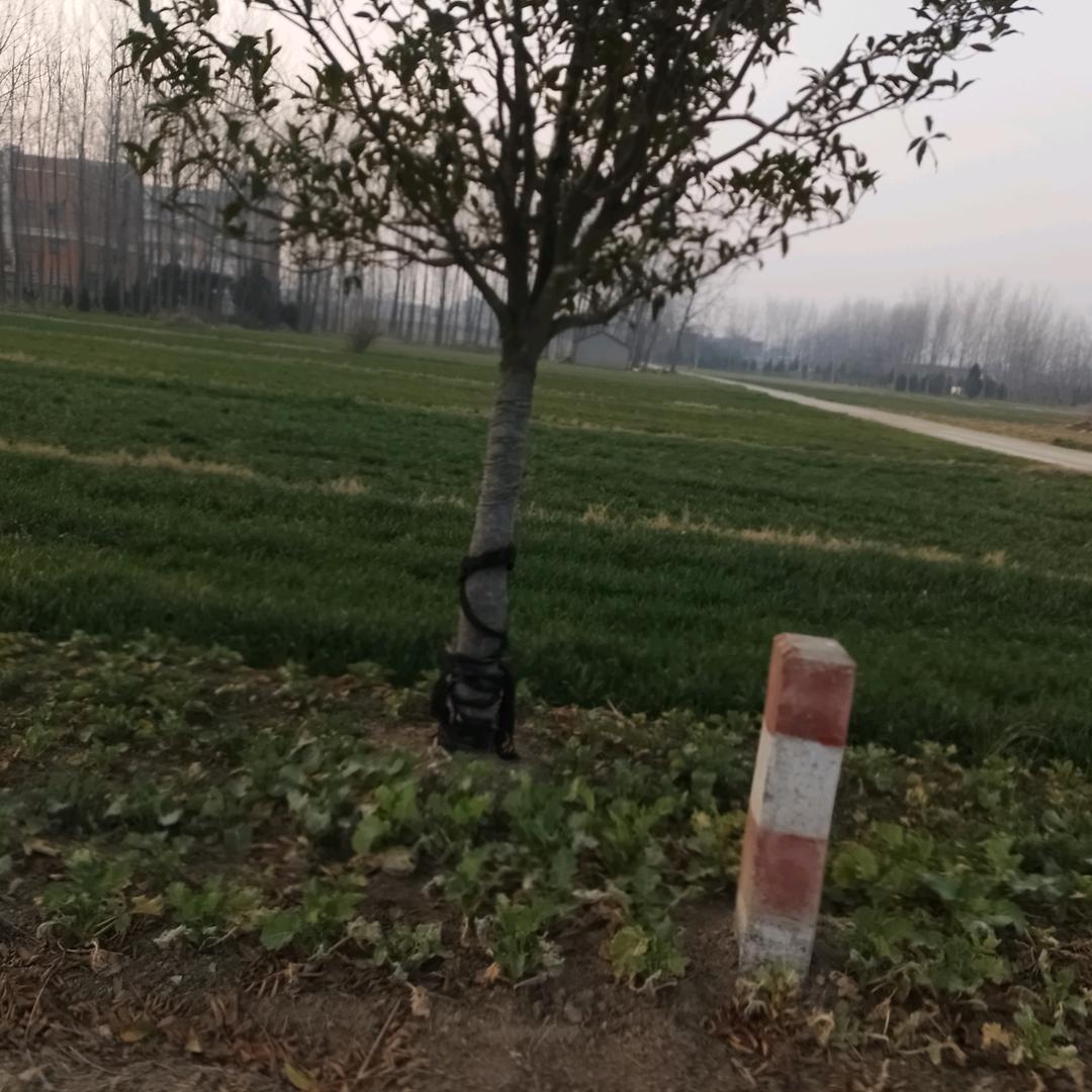 张丙珠