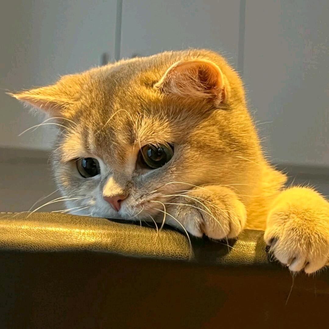 老龚