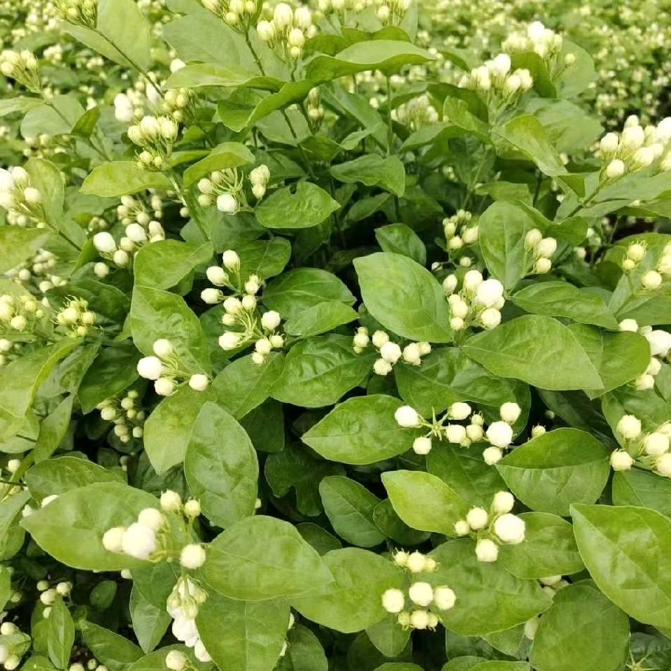 茉莉栀约👉四哥（戴）