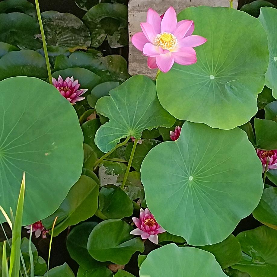 用户      nyp   北    京