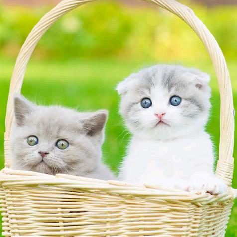 男人，永卟言败