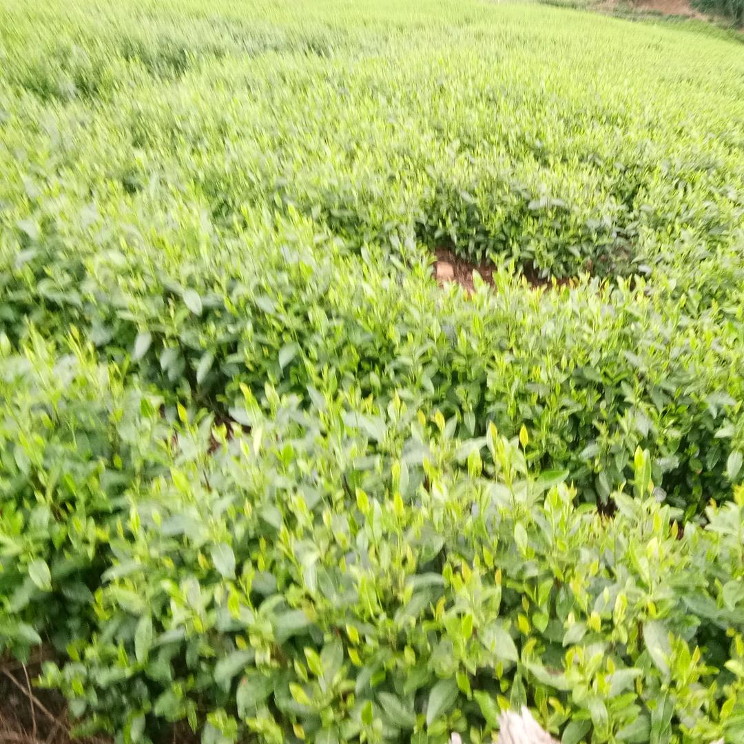 白茶阿权