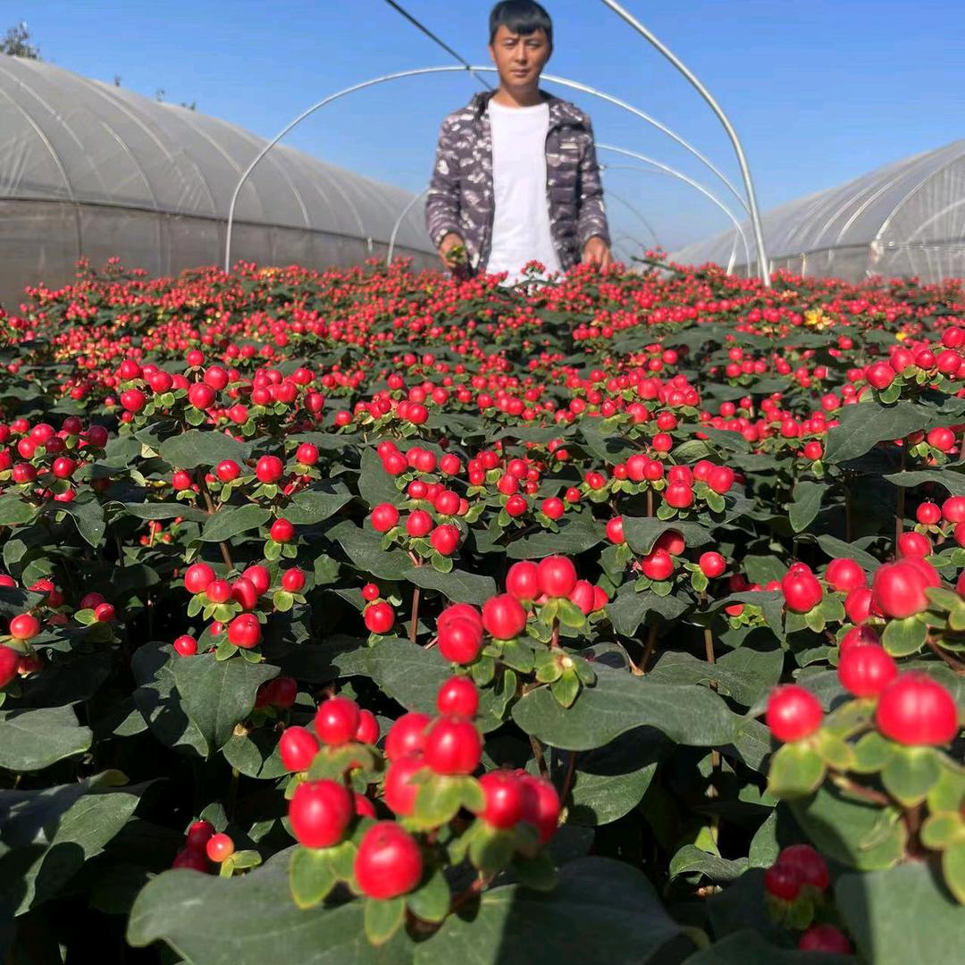 火龙珠标准化种植      小陈
